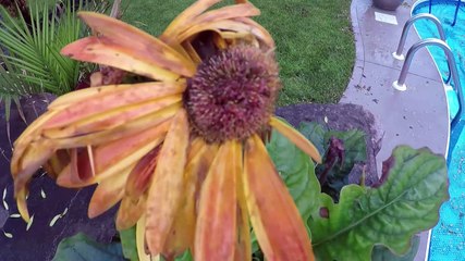 Canada Day 2019 - Nova Scotia