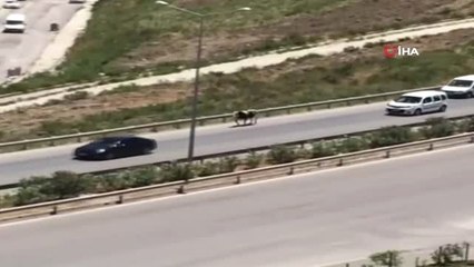 Kaçan dana karayolunu birbirine kattı