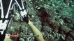 Polynésie : les jardiniers du corail se battent pour la survie du récif