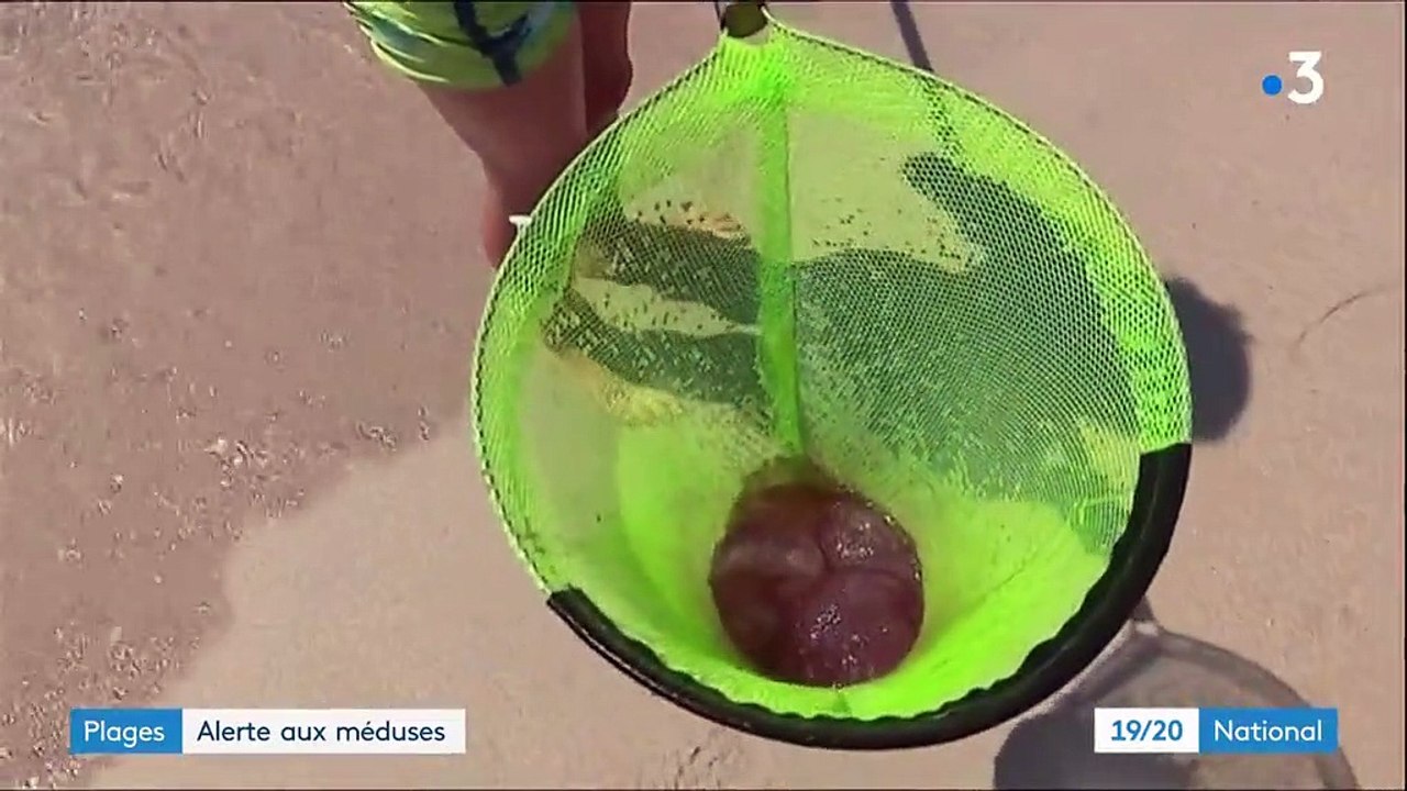 Corse : les méduses envahissent les plages