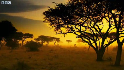 Serengeti- First Look Trailer - New John Boyega Series - BBC Earth