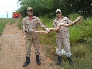 Bombeiros captura Jiboia dentro de carro em Goiana