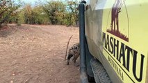 Curious Hyena Comes in Close