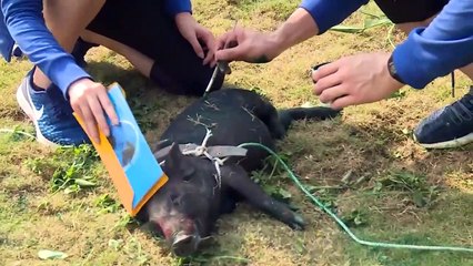 [TRAILER] CUỘC ĐUA KÌ THÚ 2019-YANNEWS