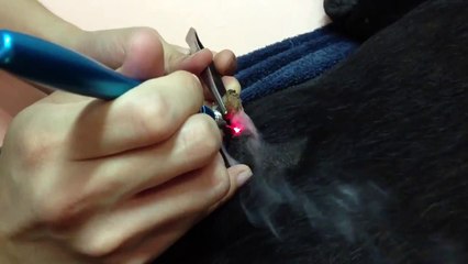 Pet Laser Therapy Cut the Skin Mass of Animals