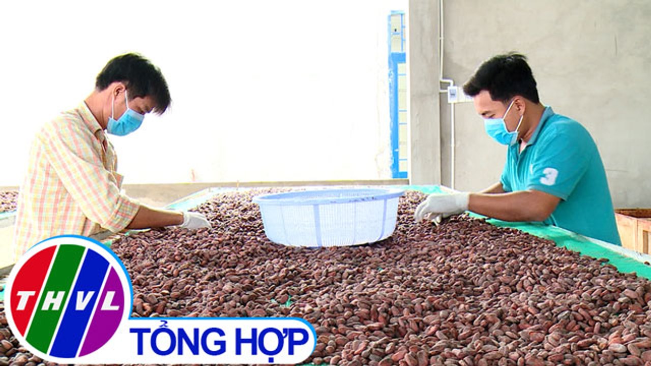 THVL | Nông nghiệp bền vững: Đổi mới chuỗi giá trị ca cao Trà Vinh