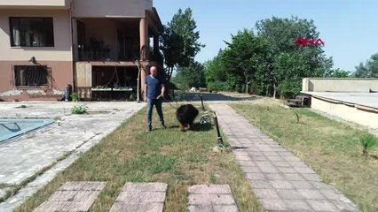 BURSA Safkan köpekleri Bursa'da yetiştirip, yurt dışına gönderiliyor