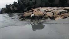 竜宮の磯