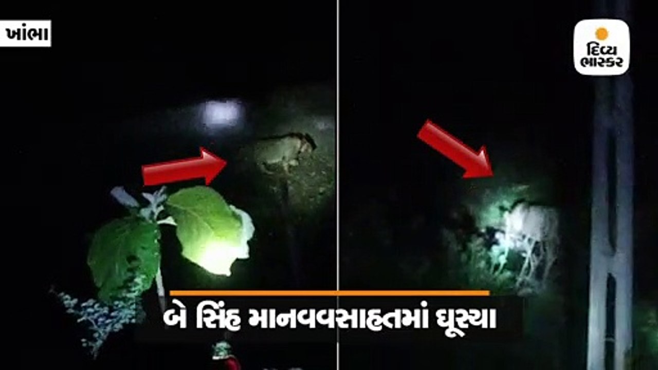 બે કોલર આઇડીવાળા સિંહો માનવવસાહતમાં ઘૂસ્યા, 4 ગ...