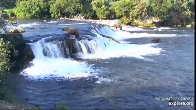 Así celebran los osos pardos en Alaska el fin de la hibernación