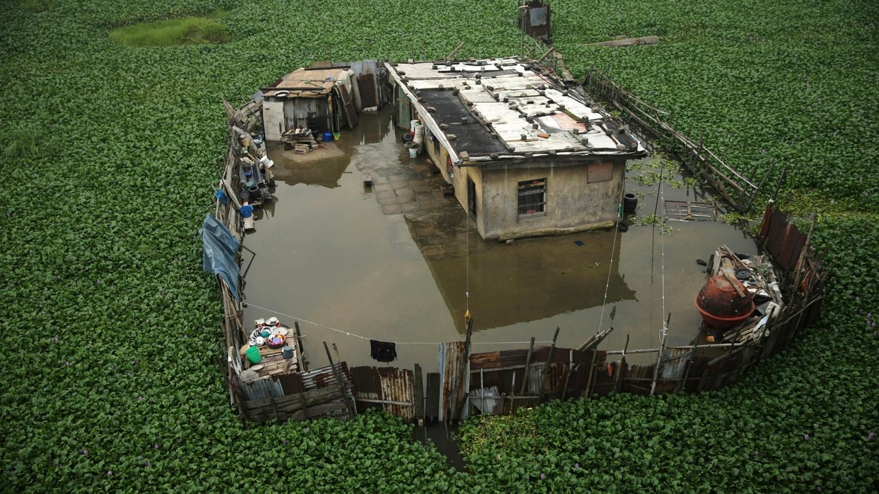 Invasive foreign plant chokes Nigeria's rivers...