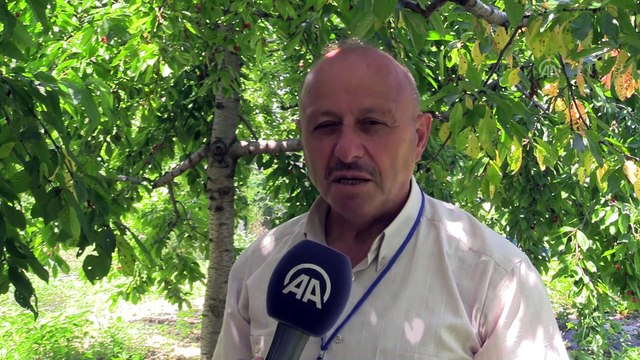 Eldivan kirazı rekoltesinde büyük düşüş - ÇANKIRI