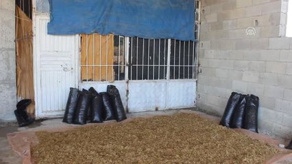 İş bulamayınca mantar üreticisi oldu