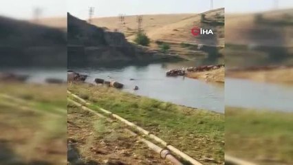 Büyükbaş hayvanların Fırat Nehri'nden tehlikeli geçişi