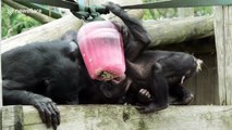 Endangered bonobos brawl over ice during UK heatwave