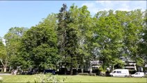 Annecy | Arbre abattu suite aux orages de la nuit (02/07/2019)