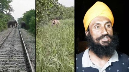 रामपुर में हाथियों का आतंक, संघर्ष के दौरान एक की मौत एक घायल