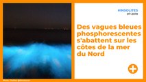 En Belgique et aux Pays-Bas, l'eau devient bleue phosphorescente