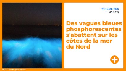 En Belgique et aux Pays-Bas, l'eau devient bleue phosphorescente