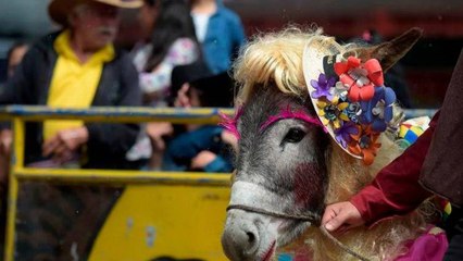 مهرجان الحمير.. فاعليات مضحكة تدفع الناس لتقليد صوت الحمار