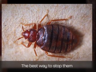 Bed Bug Exterminator Wichita