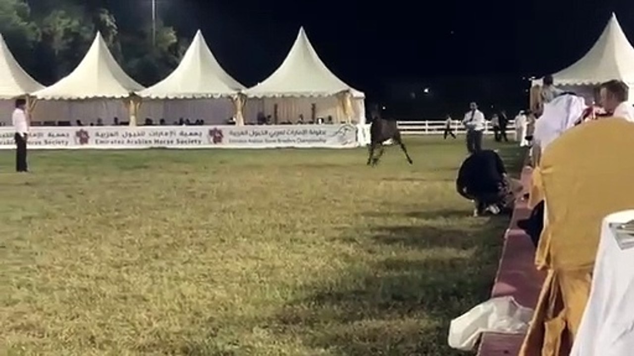 Arabian Horse Breeders Championship