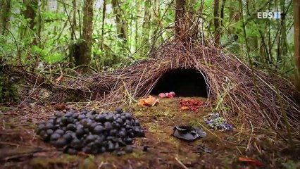 EBS 다큐프라임 - Docuprime_천국의 새 (너에게 정원을 바친다)_#001