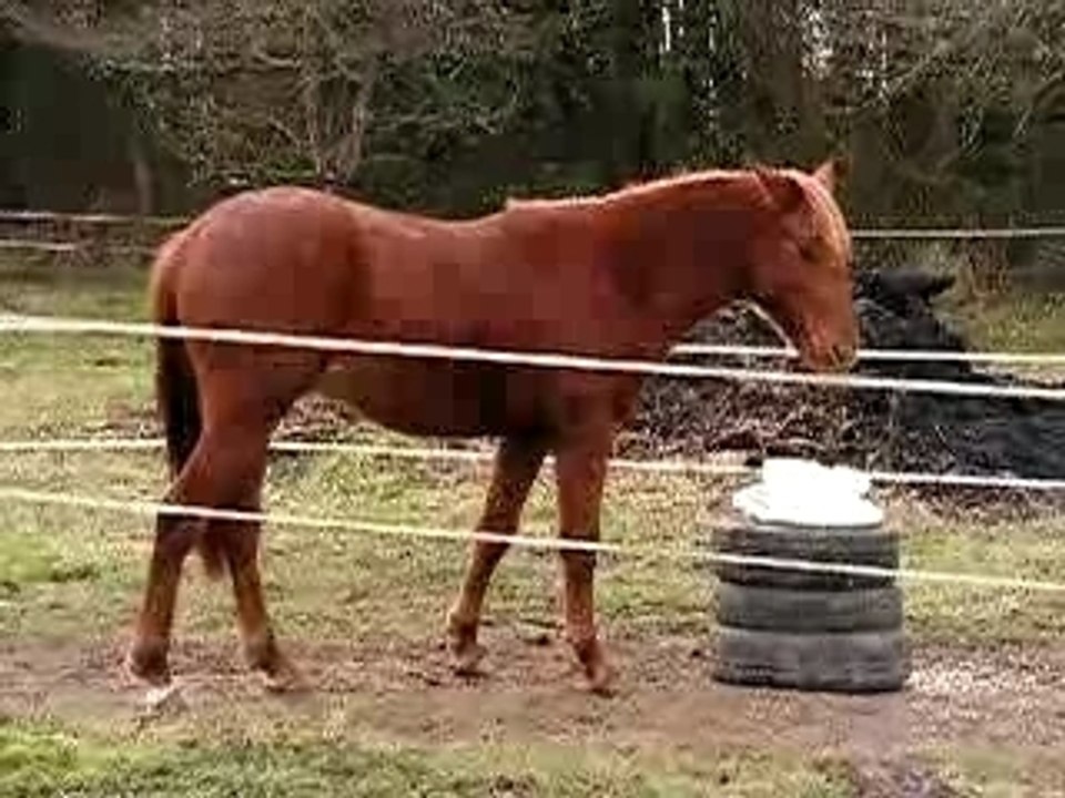 Coup de tete +coup de pied