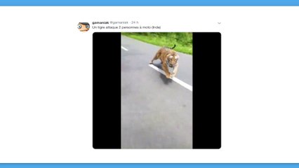 Si salvano miracolosamente dall’attacco di una tigre