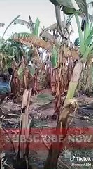 Imran Tahir Wicket Celebration Funny Tik Tok Challenge