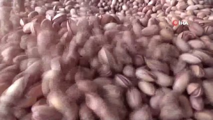 Siirt fıstığı 13 ilde yetişecek