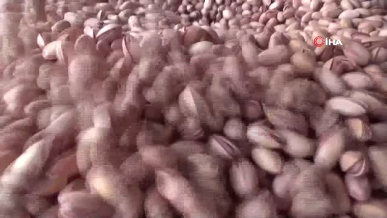 Siirt fıstığı 13 ilde yetişecek