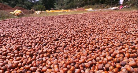 Türkiye'den 10 ayda 245 bin ton fındık ihraç edildi