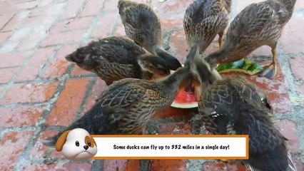 Funniest Pets & Animals of the Week | Funny Pet Videos