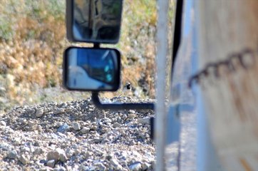 Motorunda kuşun yuva yaptığı kamyon seferden çekildi