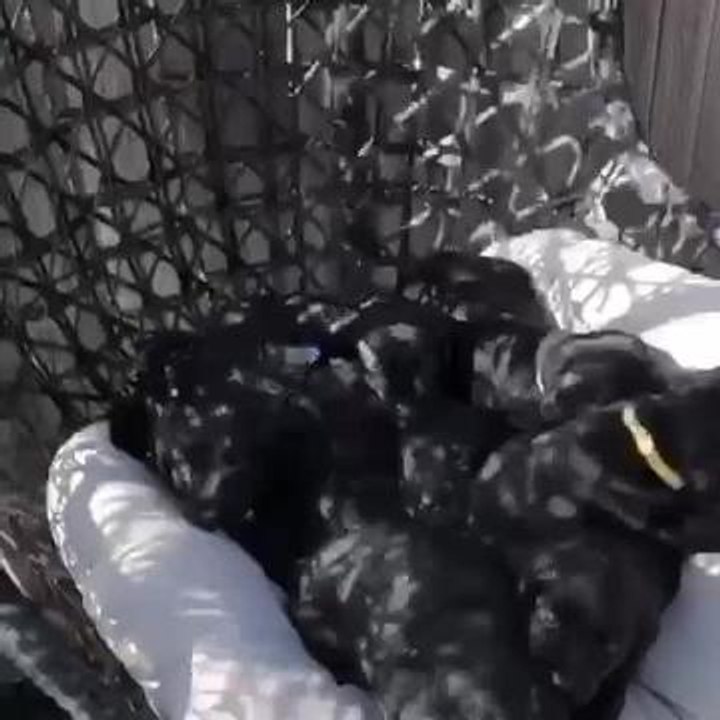 10 labradoodle pups