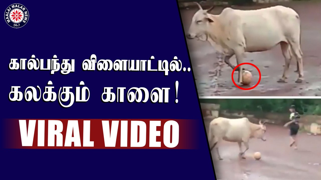 கால்பந்து விளையாட்டில் ரொனால்டோவை மிஞ்சிய மாடு