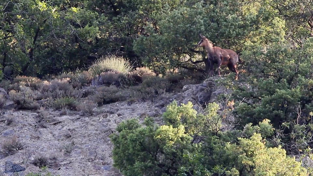 Chamois retourne...