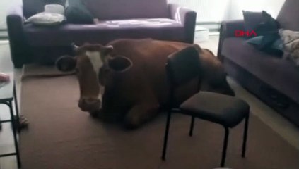 Başıboş inek, 112 Acil Yardım İstasyonu'na girdi