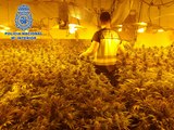 Detenidas 28 personas tras intervenir 5.000 plantas de marihuana