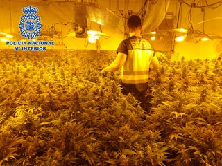 下载视频: Detenidas 28 personas tras intervenir 5.000 plantas de marihuana