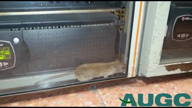 La AUGC denuncia la presencia de ratas y otros roedores en acuartelamientos de Las Palmas