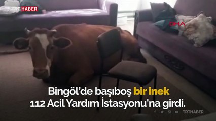 Başıboş inek, 112 Acil Yardım İstasyonu'na girdi
