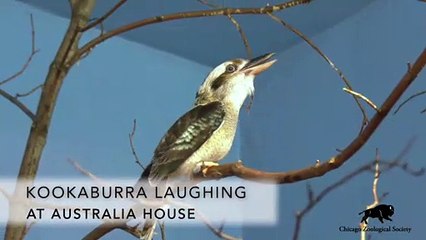Kookaburra Laughing