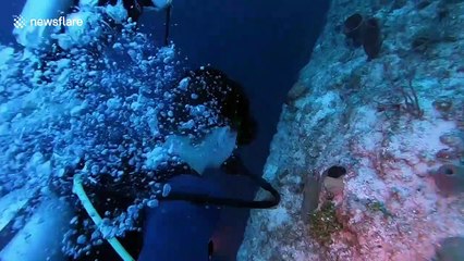 Divers in Belize remove 60 lbs of invasive lionfish from the Caribbean Sea
