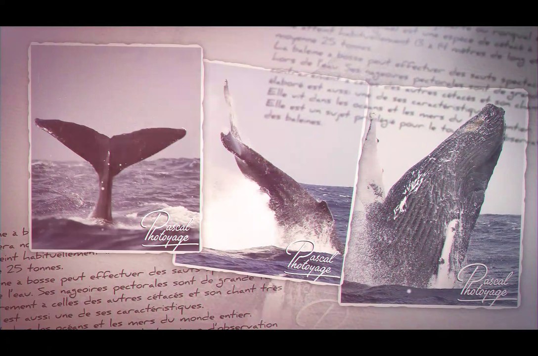 Les baleines à bosse dans la baie de Samana