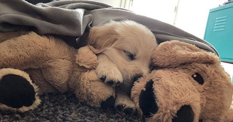 Cet adorable chien ne sort pas de chez lui sans sa peluche golden retriever