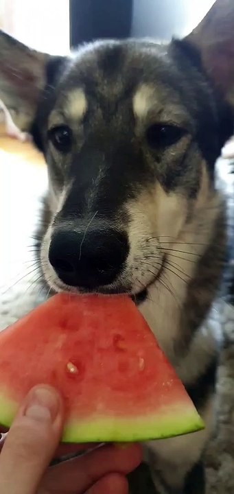 Dog Tries Watermelon and Loves It
