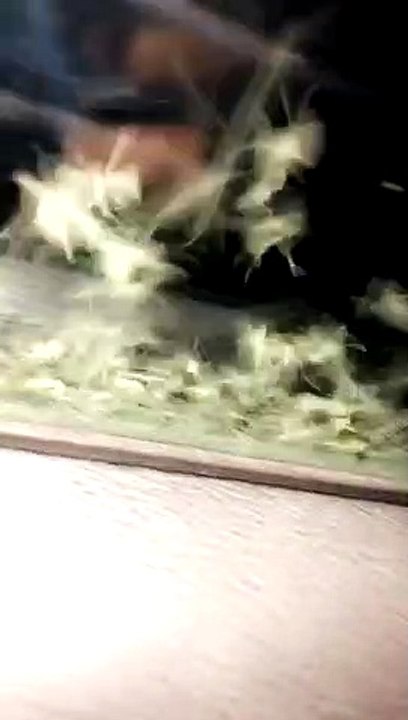 A Multitude of Mosquitoes
