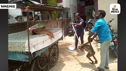 ખોખરામાં કુદાકુદ કરતા કપિરાજ નીચે પટકાયો, હાથમાં ફેક્ચર થતા સ્થાનિકો મદદે આવ્યા